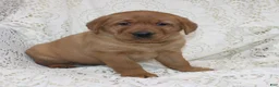 Labrador Retriever dogs for sale: Rex - Ad 3