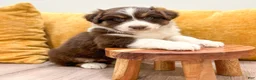 Australian Shepherd dogs for sale: Bella - Ad 2