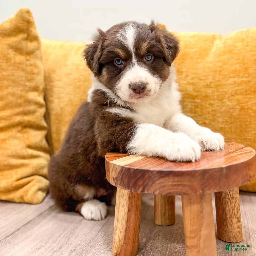 Australian Shepherd dogs for sale: Bella - Ad 2