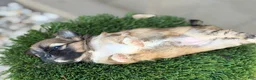 Shih Tzu dogs for sale: Nala - Ad 3