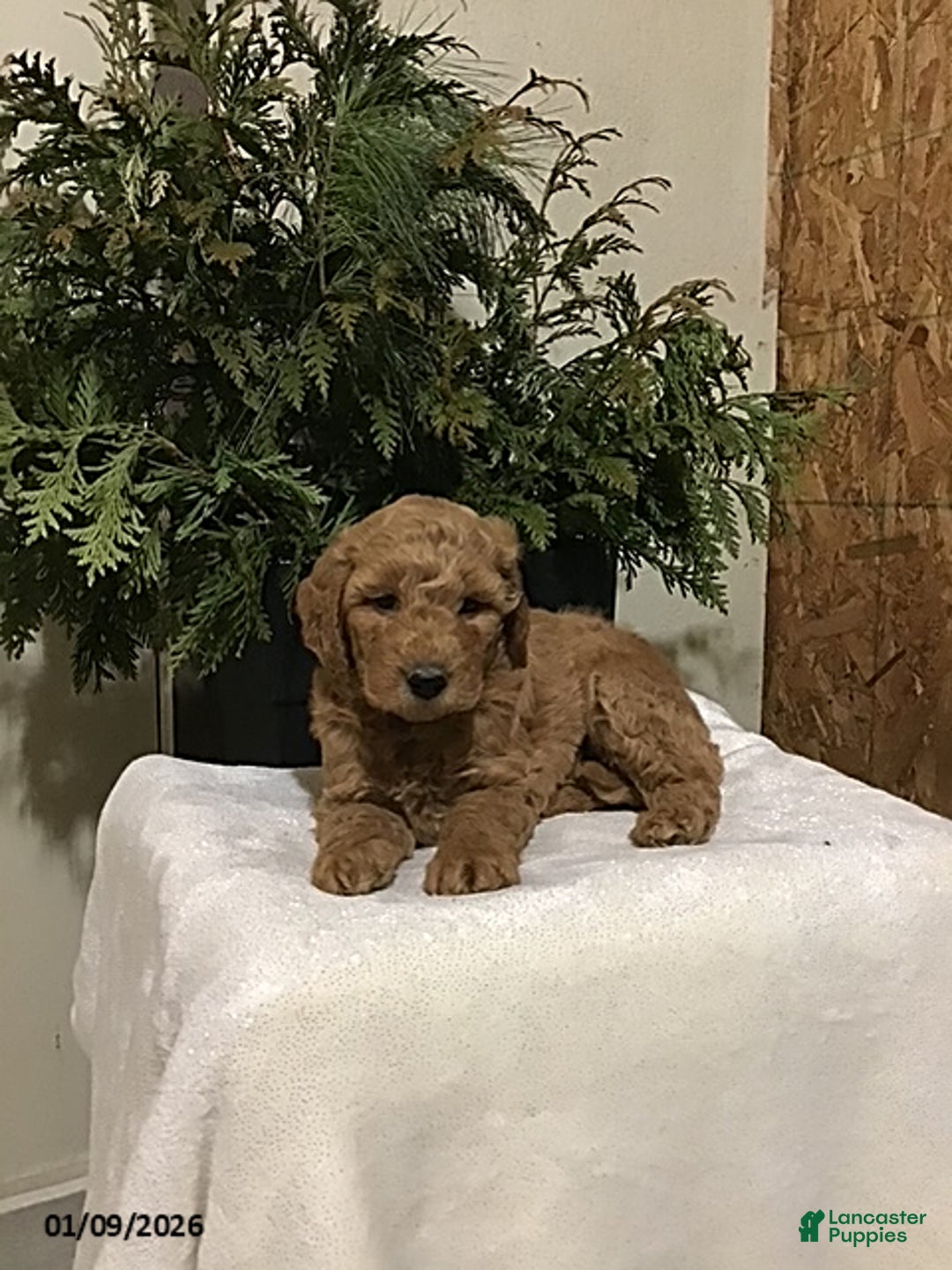 Mini Goldendoodle dogs for sale: Johnny - Ad 2