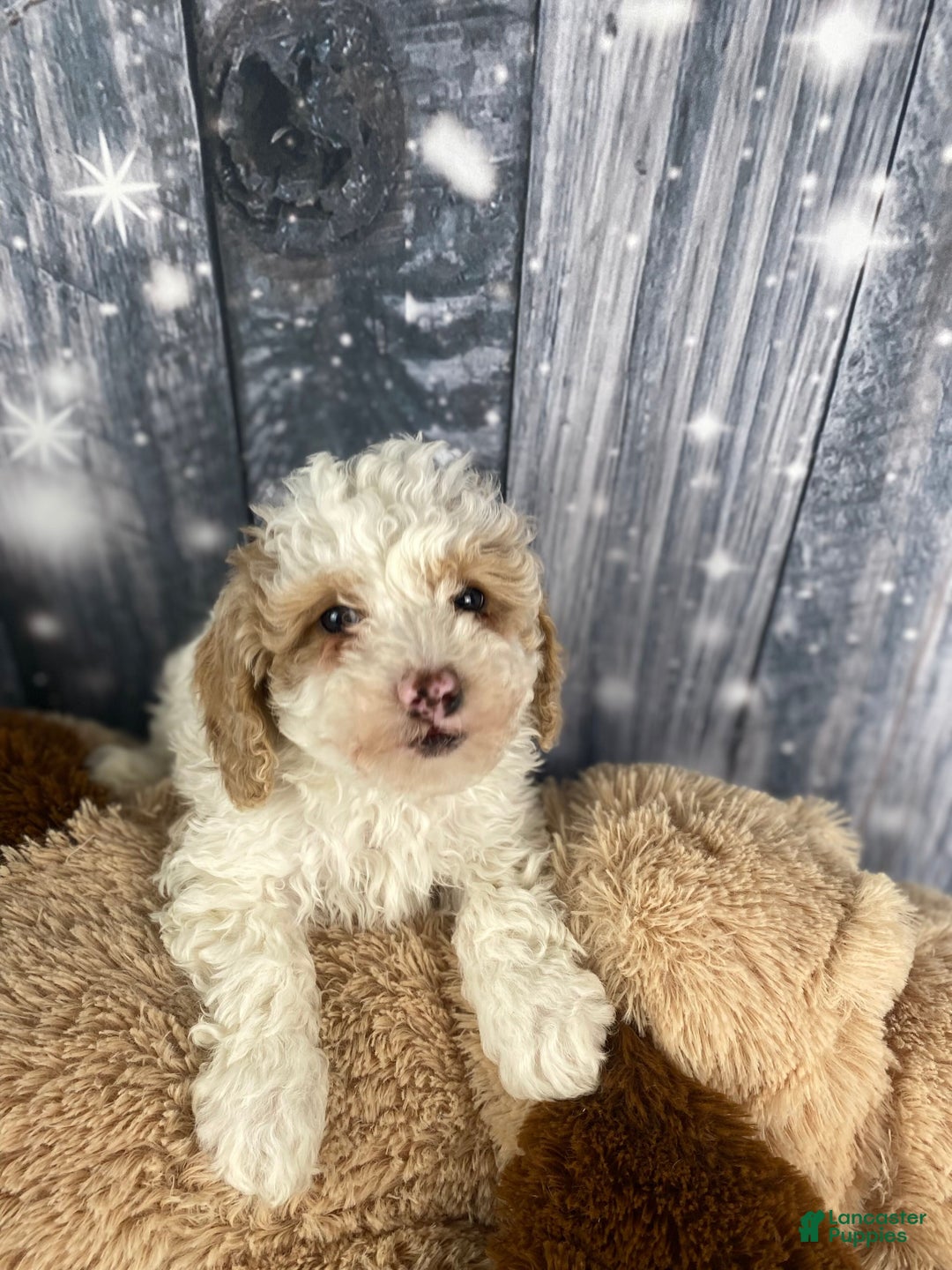 Cavapoo dogs for sale: Bear - Ad 5