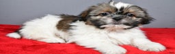 Shih Tzu dogs for sale: Markie - Ad 2