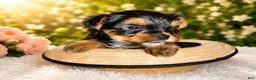 Yorkshire Terrier dogs for sale: Max - Ad 13