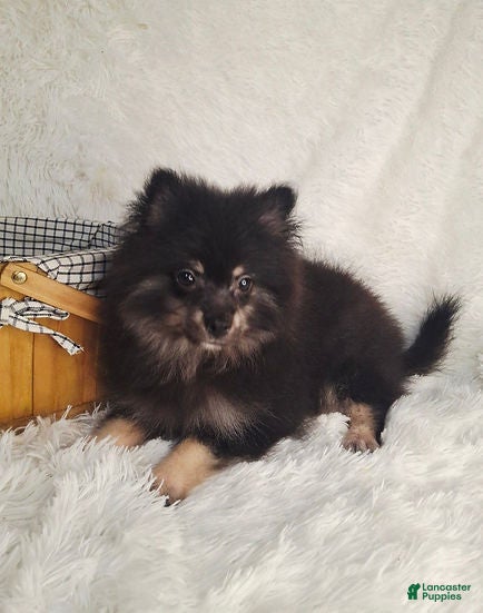 Pomeranian dogs for sale: Boy - Ad 4