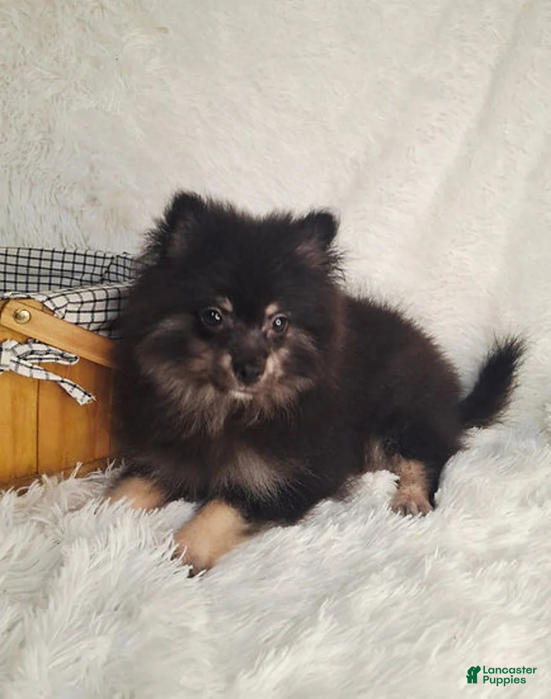 Pomeranian dogs for sale: Boy - Ad 1