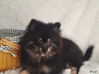 Pomeranian dogs Boy - Ad 4