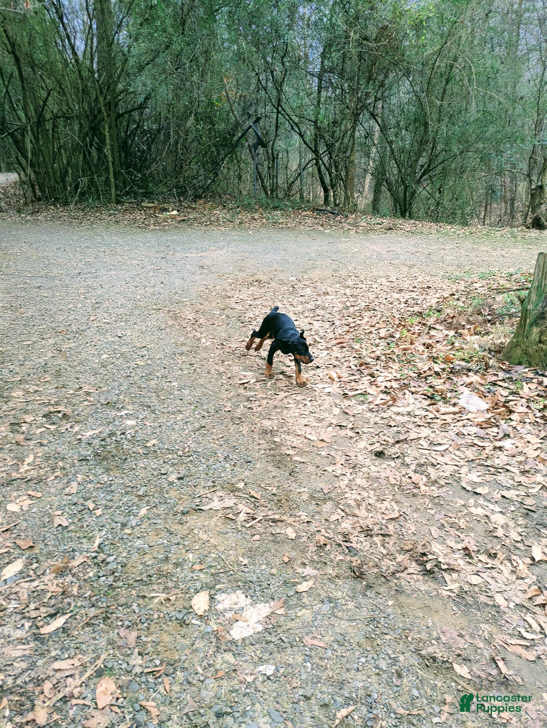 Doberman Pinscher dogs for sale: Doberman Pinscher Puppy 8 - Ad 3