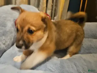 Mixed Breed dogs Rocky Balboa - Ad 5