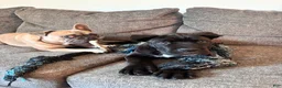 Cane Corso dogs for sale: Bear - ICCF Registered Cane Corso Italian Mastiff - Ad 10