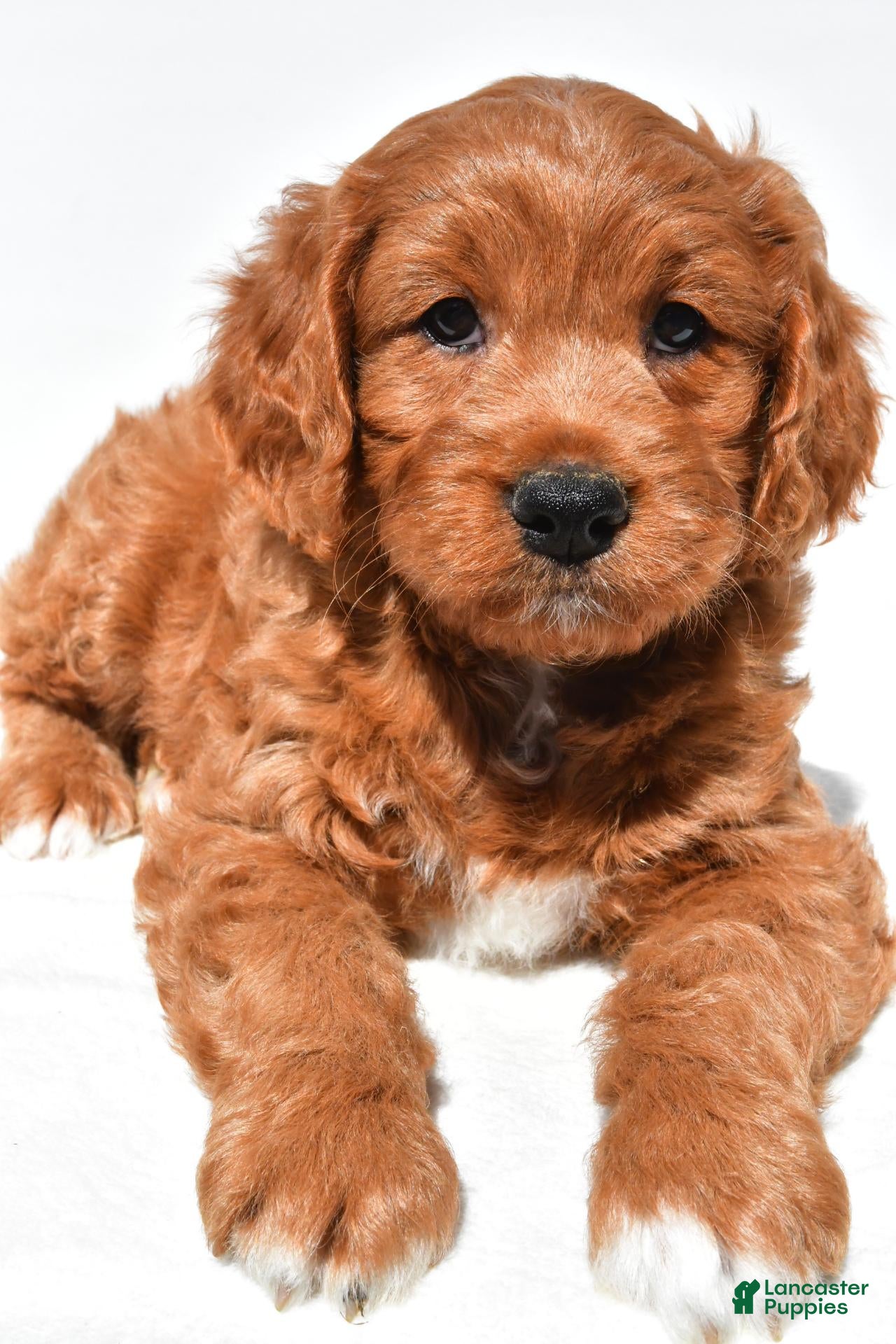 Mini Goldendoodle dogs Holly - Ad 1
