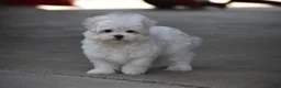 Maltese dogs for sale: Teddy - Ad 14