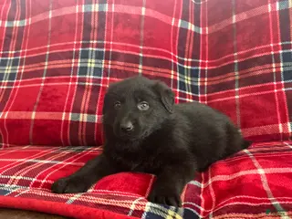 German Shepherd dogs Cody/Willow Purple - Ad 7