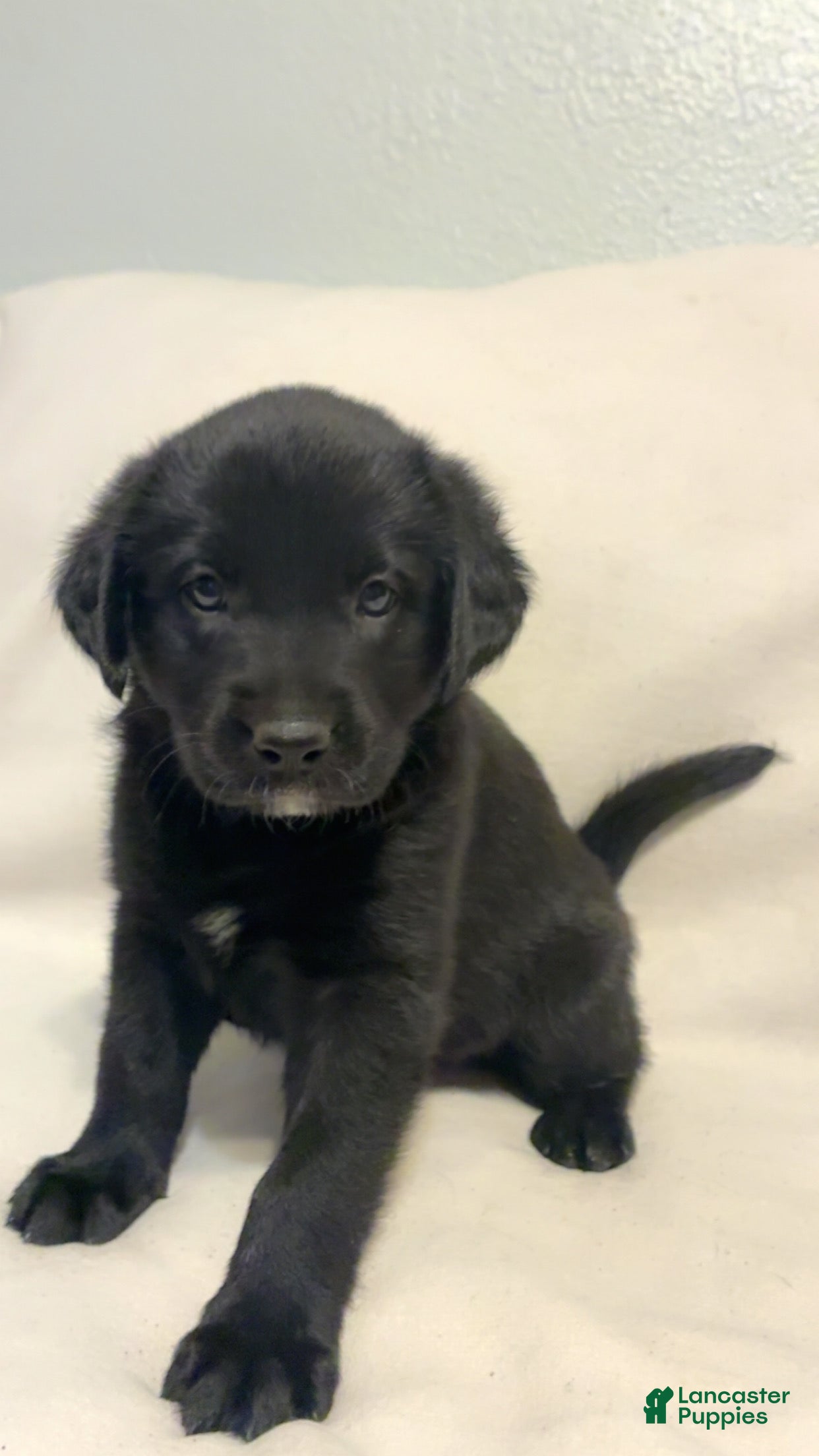 Mixed Breed dogs Mixed Breed 6 - Ad 22