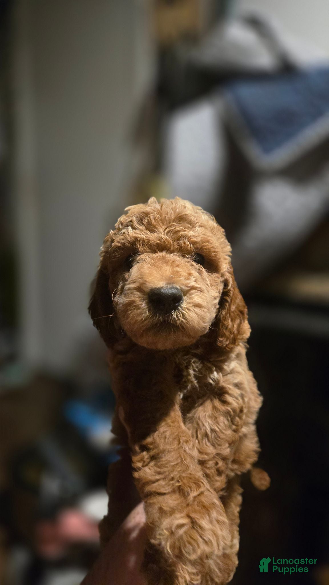 Mini Goldendoodle dogs Mini Goldendoodle 1 - Ad 9