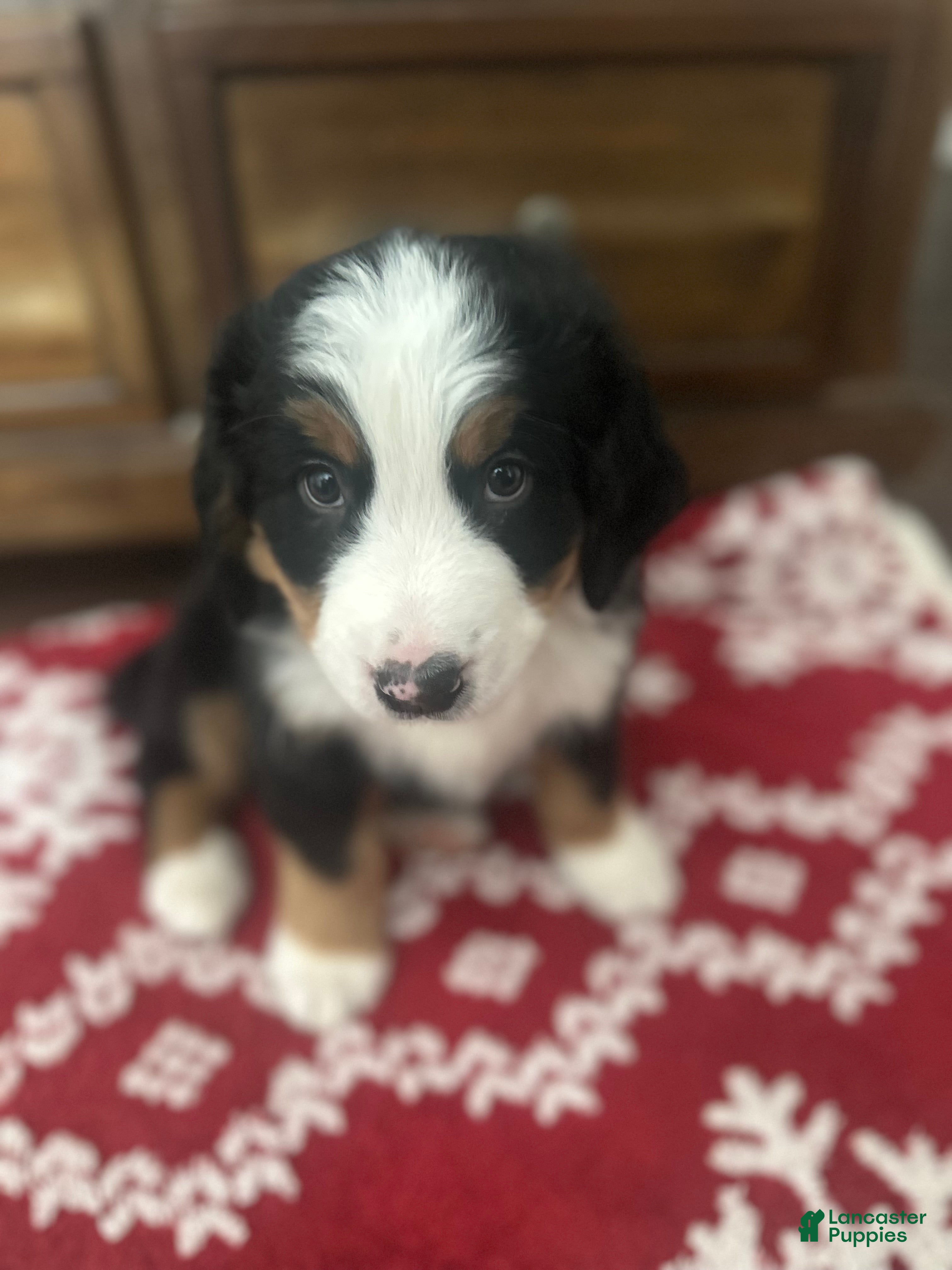 Bernese Mountain Dog dogs Rudy - Ad 42