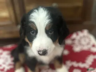 Bernese Mountain Dog dogs Rudy - Ad 1