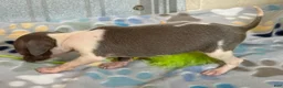 Italian Greyhound dogs for sale: Tiny Tot - Ad 2