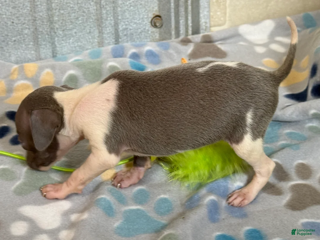 Italian Greyhound dogs for sale: Tiny Tot - Ad 2