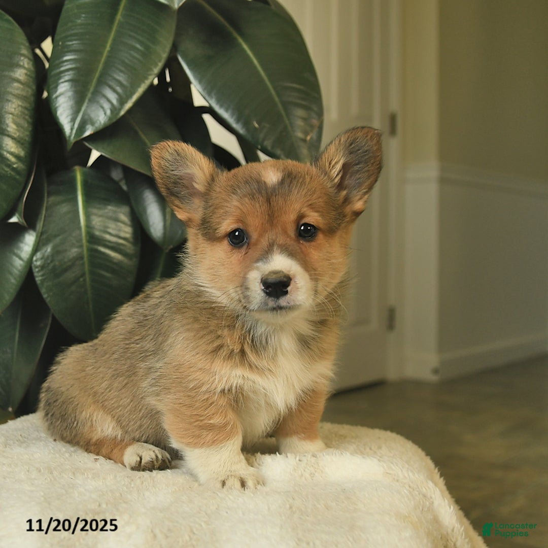 Welsh Corgi Pembroke dogs for sale: Callie  - Ad 3