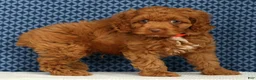 Cockapoo dogs for sale: Barney - Ad 5