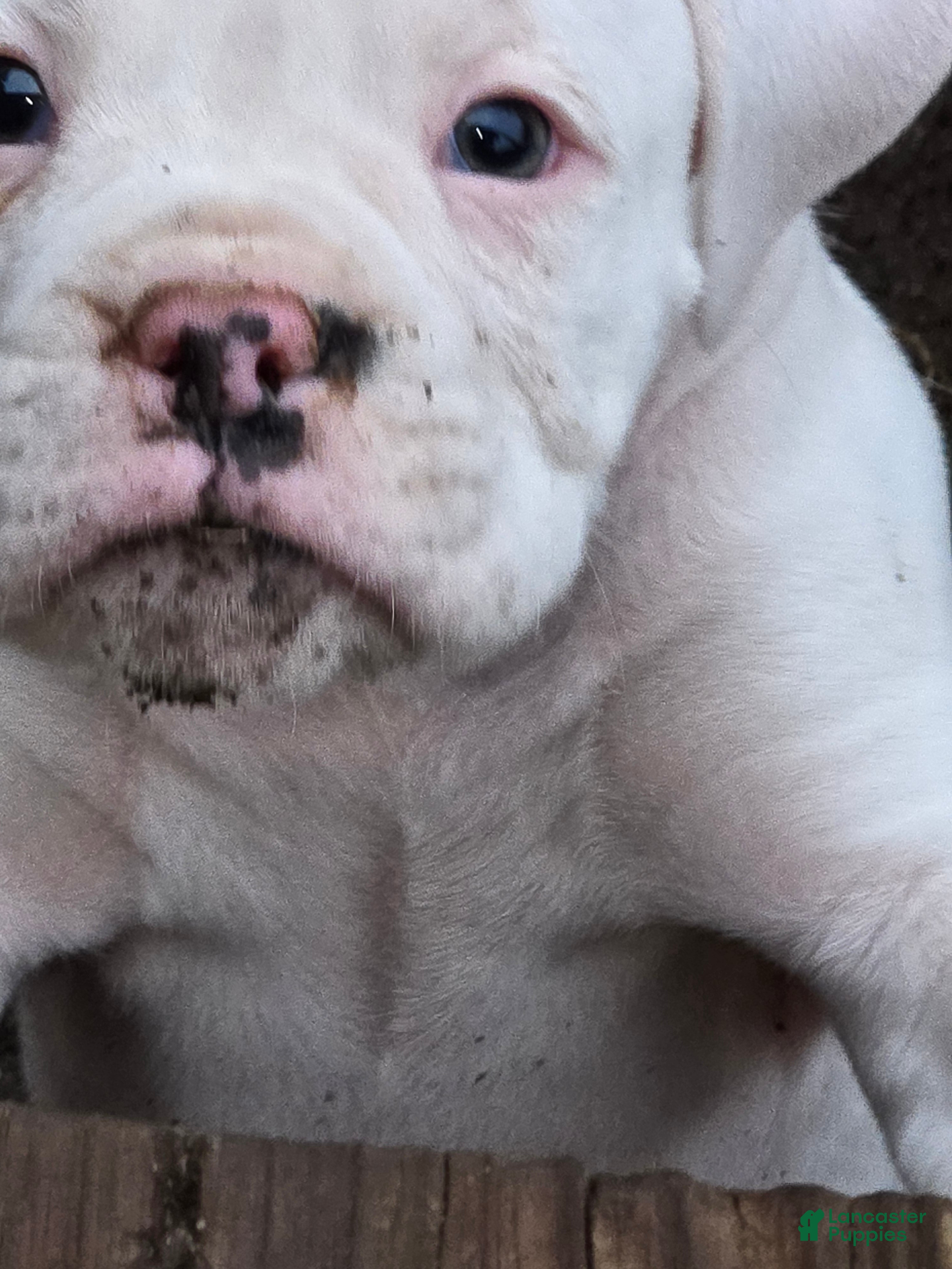 Boxer dogs Pete - Ad 4