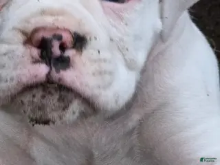 Boxer dogs Pete - Ad 4