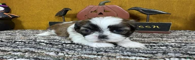 Shih Tzu 1