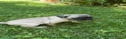 Frug dogs for sale: Frug 2 - Ad 6