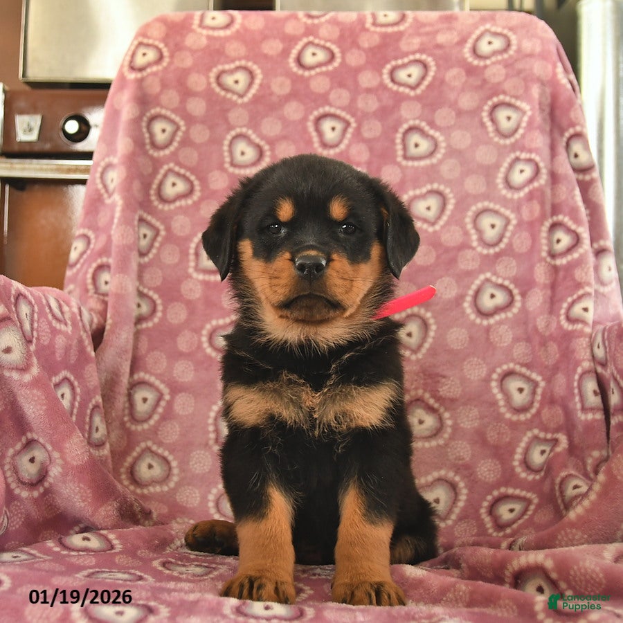 Rottweiler dogs Sofia  - Ad 6