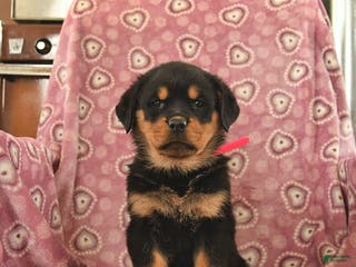 Rottweiler dogs Sofia - Ad 32