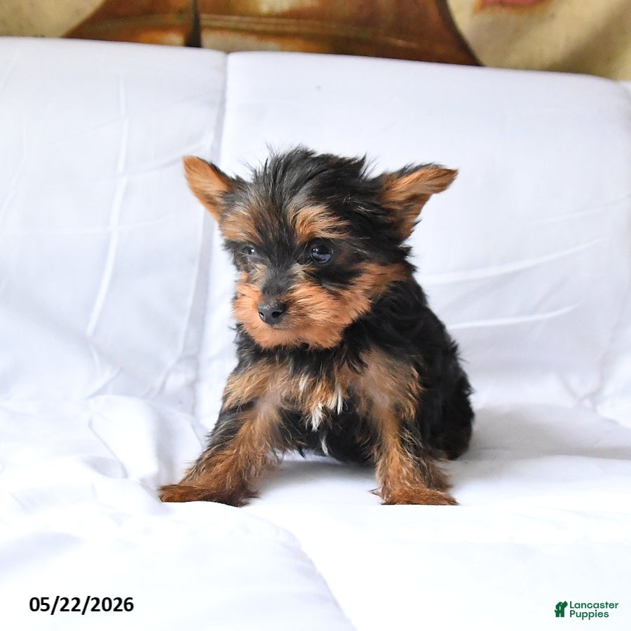 Yorkshire Terrier dogs Murphy - Ad 2
