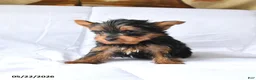 Yorkshire Terrier dogs for sale: Murphy - Ad 2