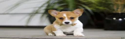 Welsh Corgi Pembroke dogs for sale: Fran - Ad 1