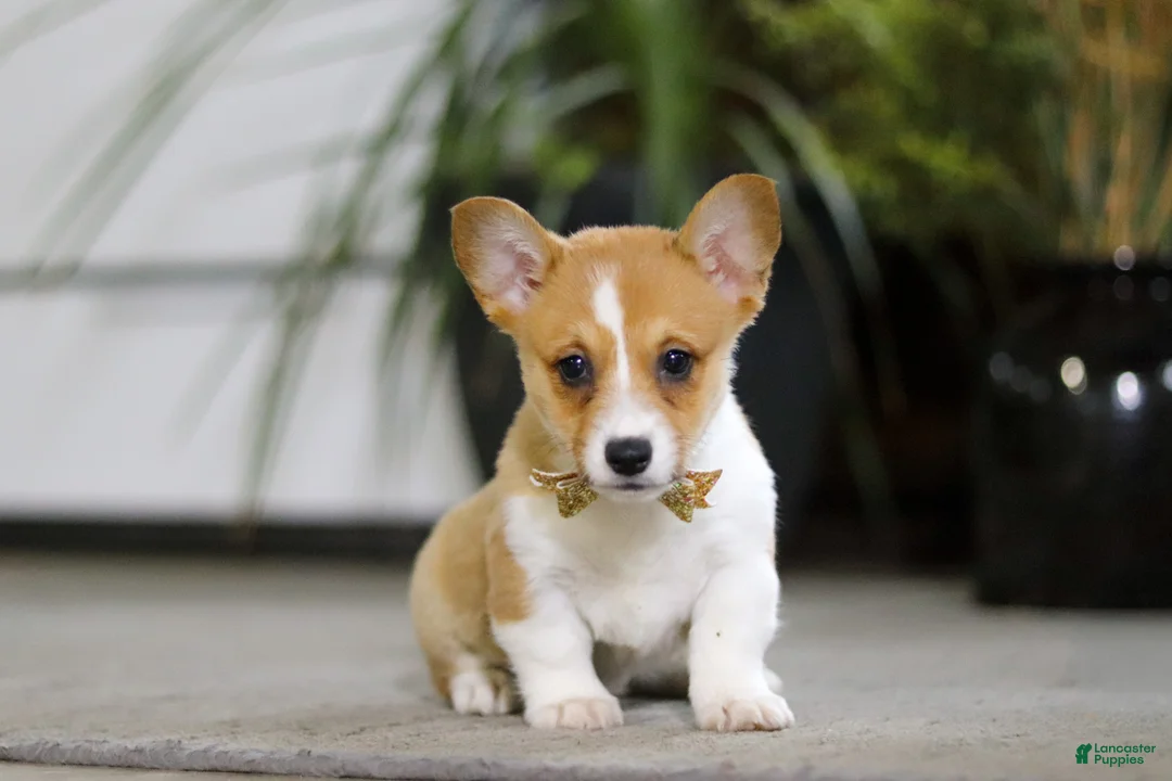 Welsh Corgi Pembroke dogs for sale: Fran - Ad 1