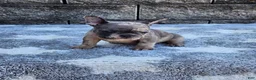 French Bulldog dogs for sale: Daisy - Ad 7