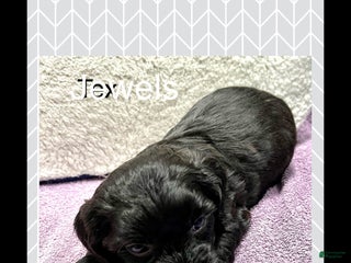 Yorkiepoo dogs Jewels - Ad 12