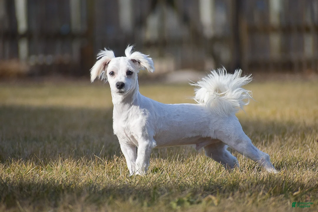 Maltese dogs for sale: Gavin - Ad 1