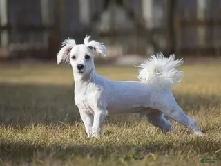 Maltese dogs Gavin - Ad 32