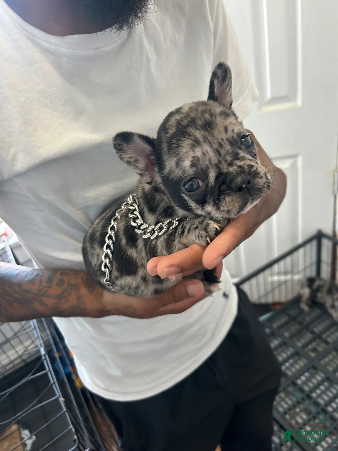 French Bulldog dogs for sale: French Bulldog 4 - Ad 2