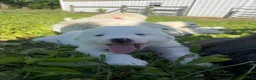 Great Pyrenees dogs for sale: Pink - Ad 3