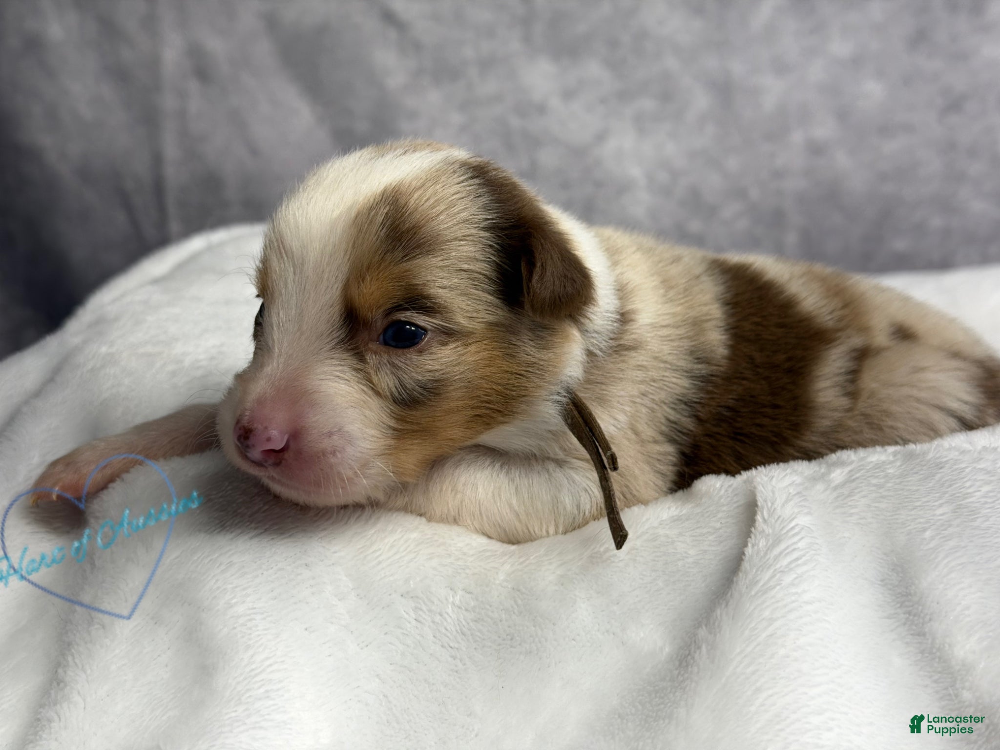 Australian Shepherd dogs Australian Shepherd Puppy 5 - Ad 2