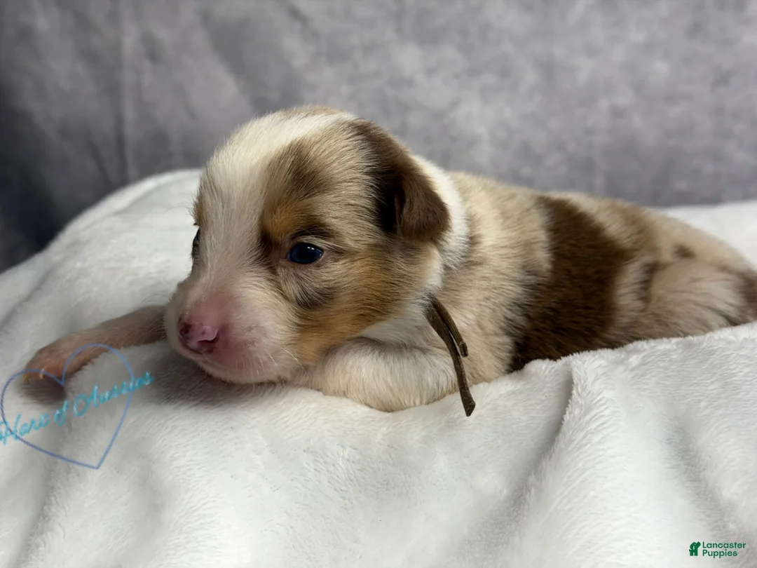 Australian Shepherd dogs for sale: Australian Shepherd Puppy 5 - Ad 2