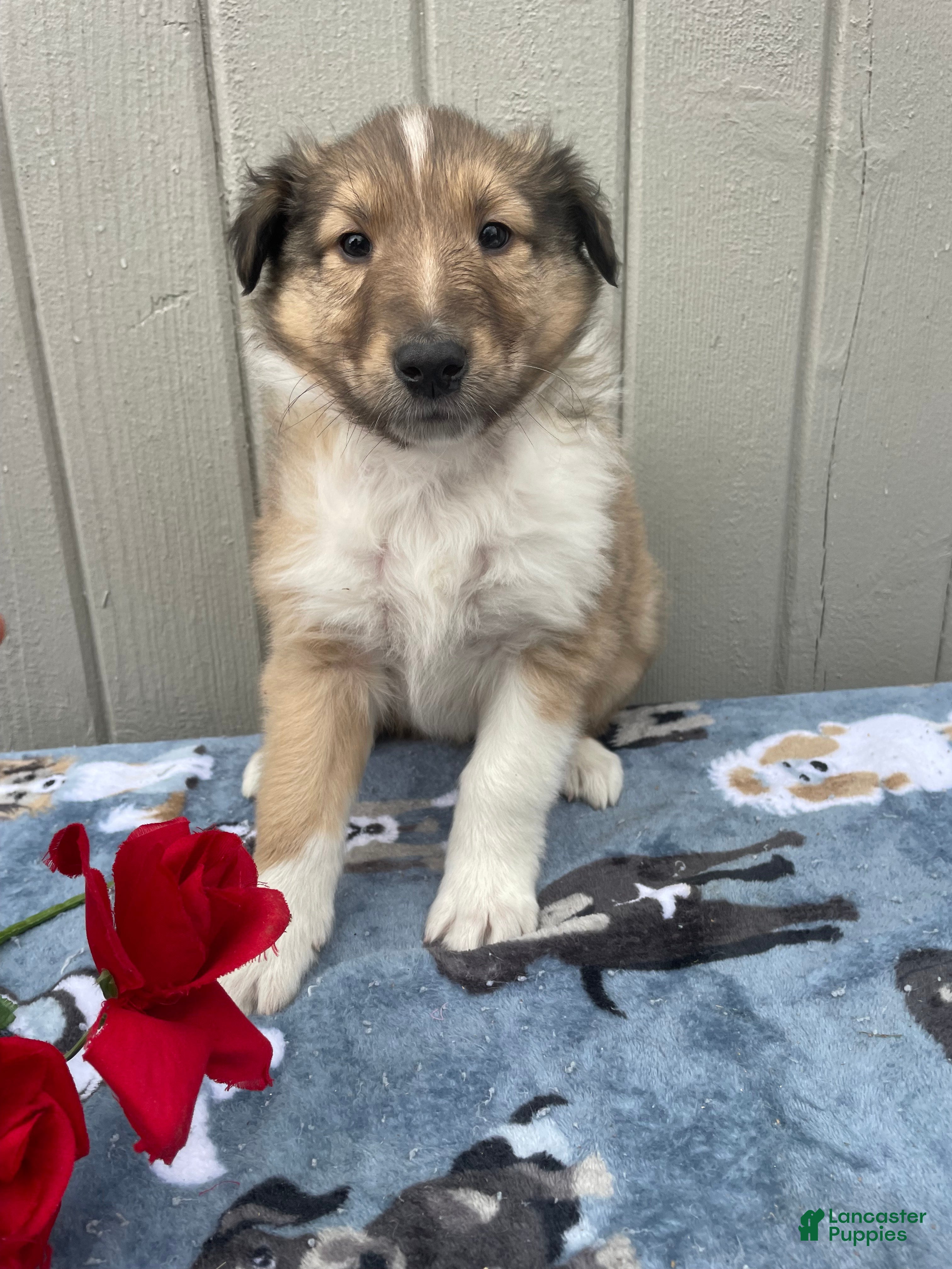 Collie dogs Colton - Ad 23