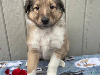 Collie dogs Colton - Ad 18