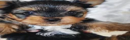 Yorkshire Terrier dogs for sale: Ernie - Ad 3