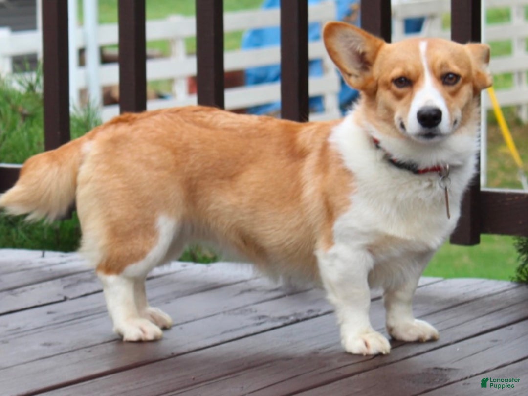Welsh Corgi Pembroke dogs for sale: Jingles - Ad 14