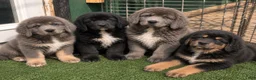 Tibetan Mastiff dogs for sale: Tibetan Mastiff 4 - Ad 2
