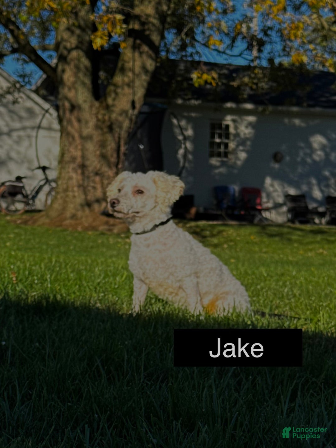 Bichon Frise dogs for sale: Cody ACA - Ad 7