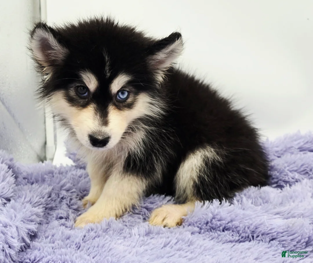 Siberian Husky dogs for sale: Sugar - Ad 1